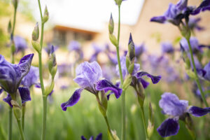 Flowers outside Olson Campus Center