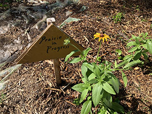 A triangular sign reading "Prairie in Progress" next to a yellow flower in a mulched garden area.